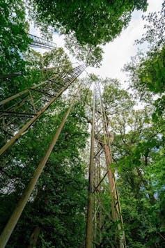 Trees with tall pipes