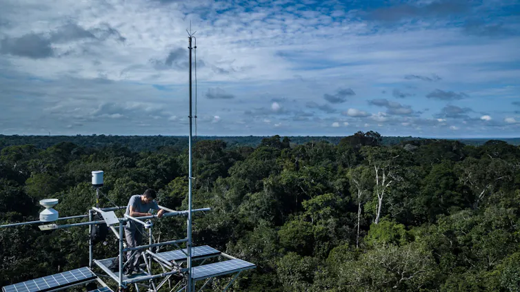 Man on top of platform above rainforest