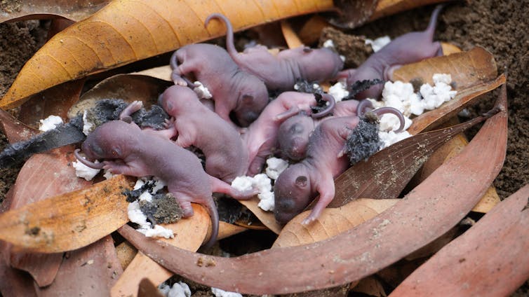 naked rat pups surrounded by leaves