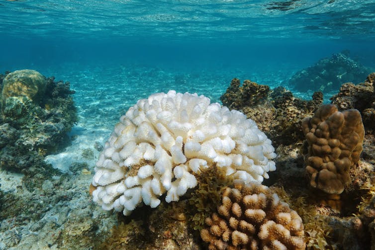 A multi-lobed tropical hard coral bleached white.