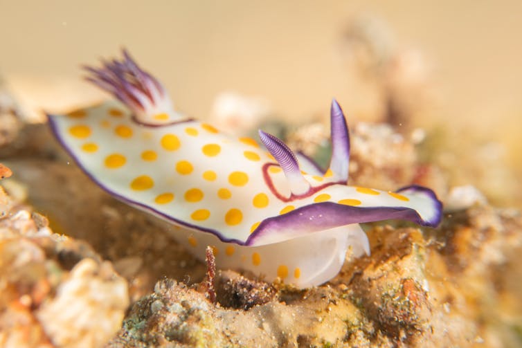 Sea slug with yellow dots and purple lines.