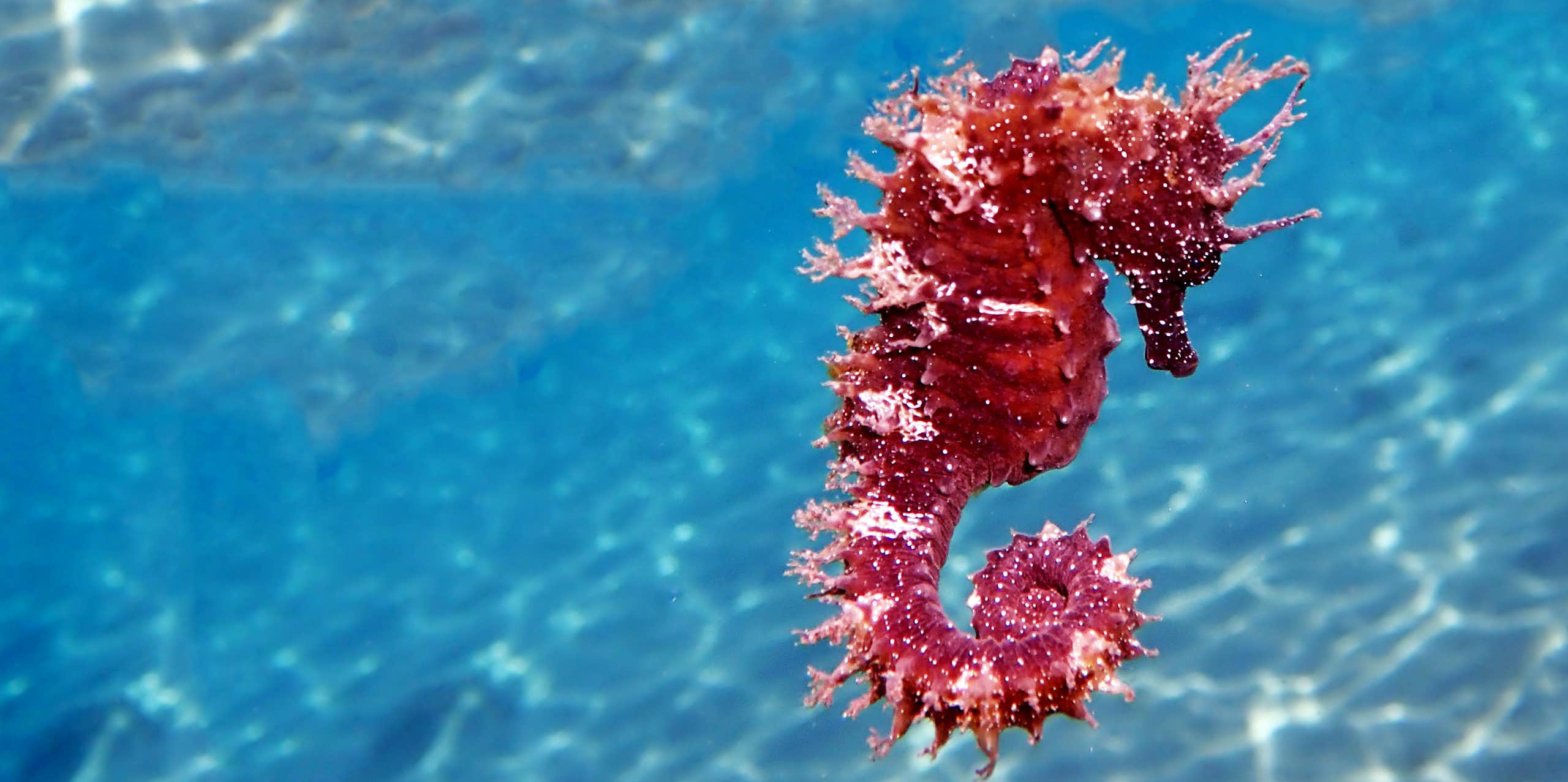 ¿Cómo acabar con el 89 % de las especies marinas del Mediterráneo? Lecciones del pasado