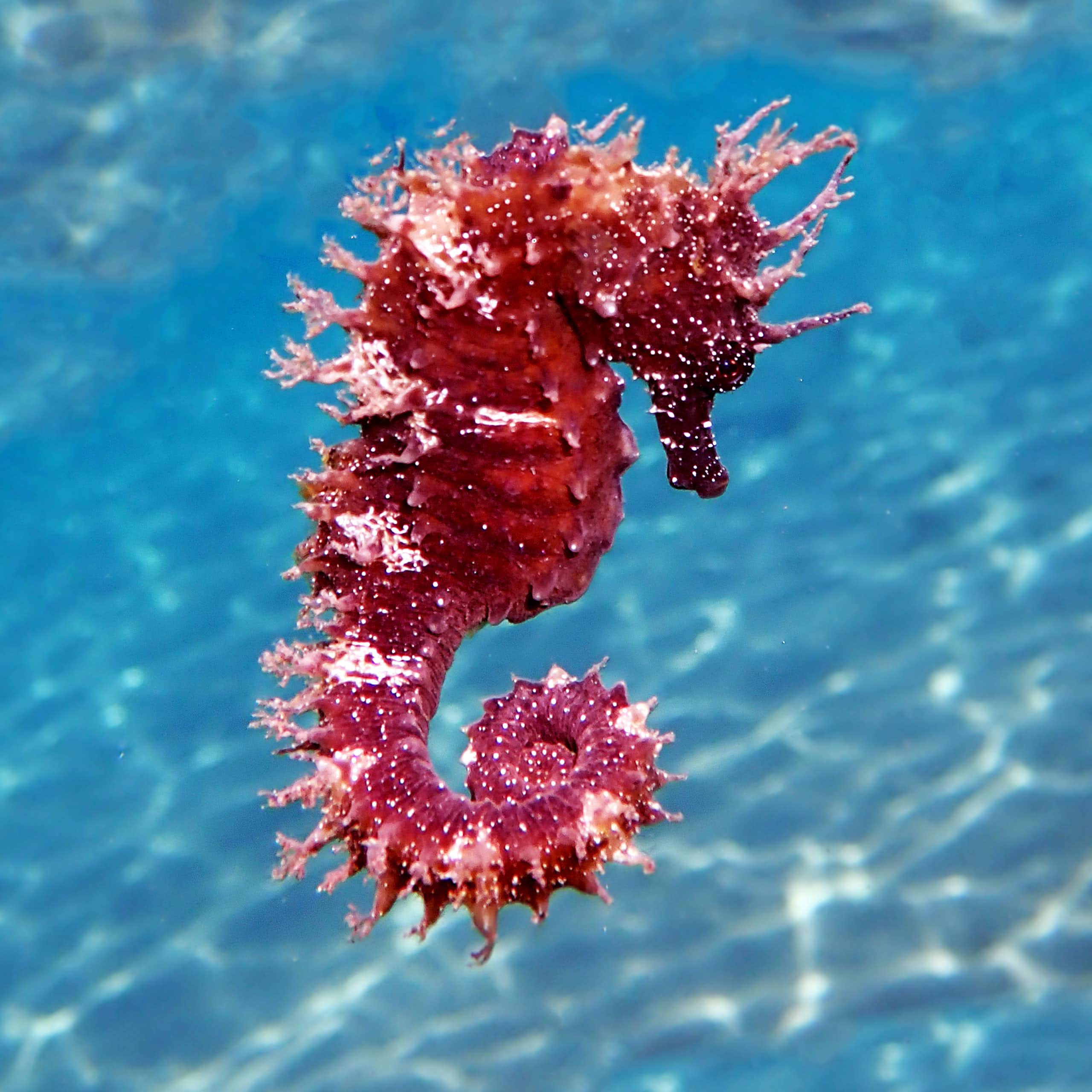 ¿Cómo acabar con el 89 % de las especies marinas del Mediterráneo? Lecciones del pasado