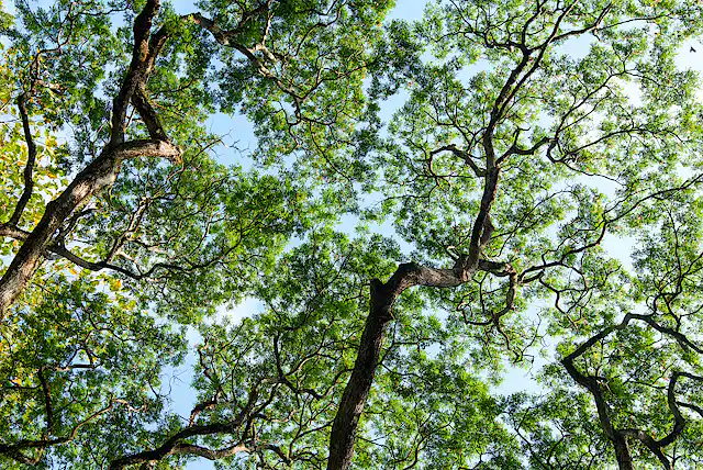 Trees Competiting Trees compete for space, light and resources, and those clashes can ...