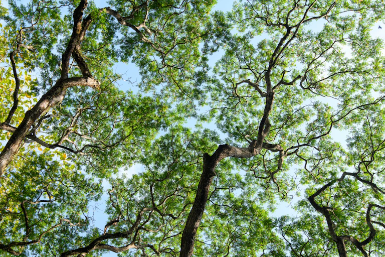looking upward at tree canopies with distinct spaces between individual crowns