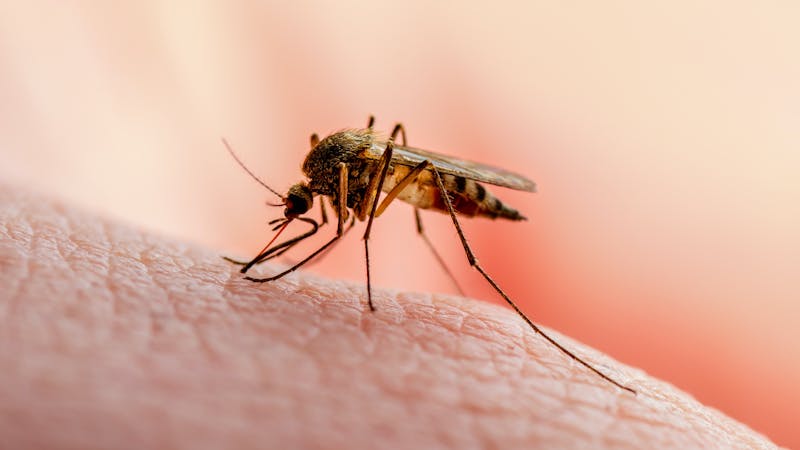 Los virus del Nilo Occidental y Crimea-Congo que provocan infecciones en España ya no vienen de fuera Los virus del Nilo Occidental y Crimea-Congo que provocan infecciones en España ya no vienen de fuera