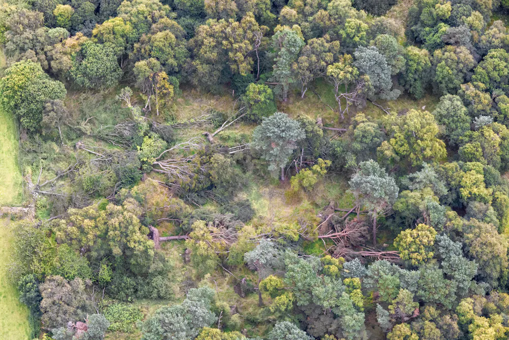 Trees Competiting Trees compete for space, light and resources, and those clashes can ...