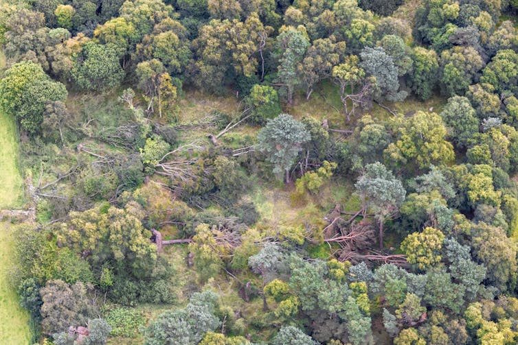 View from above of a forest with downed trees and branches.