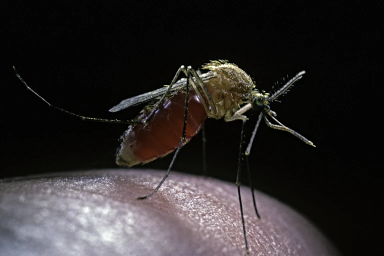 Mosquito biting human