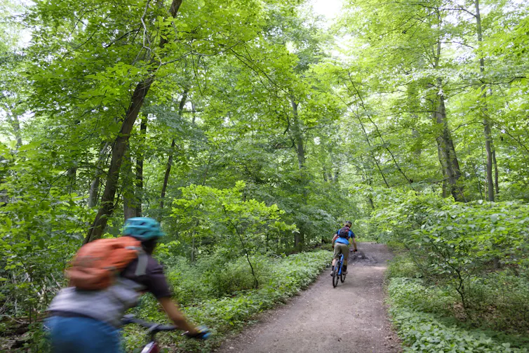 Mountain bikers ride on a trail through green forest