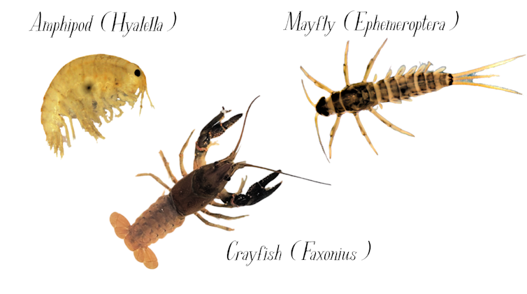 Images of an amphipod and mayfly, shown under magnification, and a crayfish.