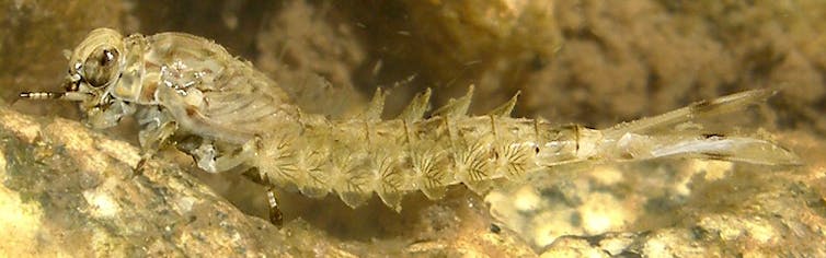 An insect underwater among the rocks.