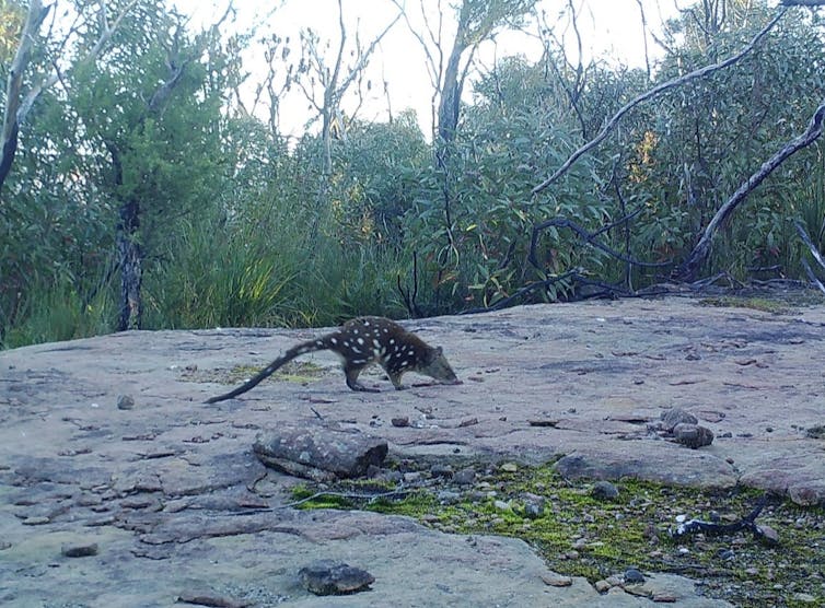 eastern quoll