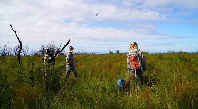people walking in bush