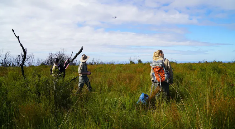 people walking in bush