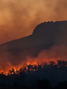 Silhouette of trees seen burning at sunset during a bushfire.