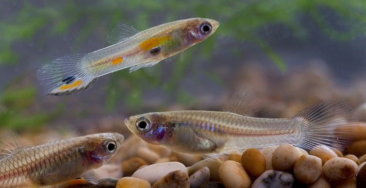 Three guppies (side view), top male, bottom females