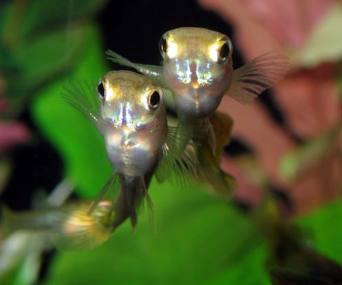 Fish on Prozac: chemical residues in wastewater mess with bodies, behaviour and sperm