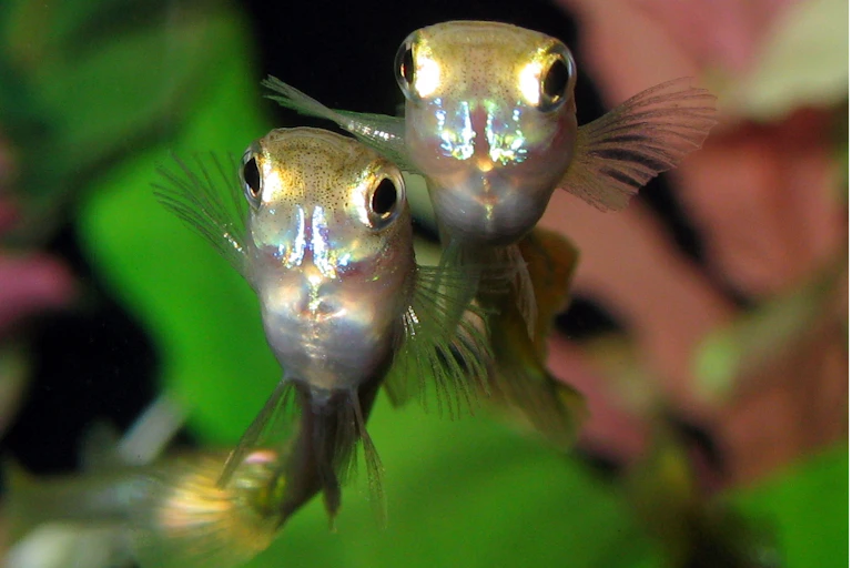 Two guppies in a fish tank, facing the camera