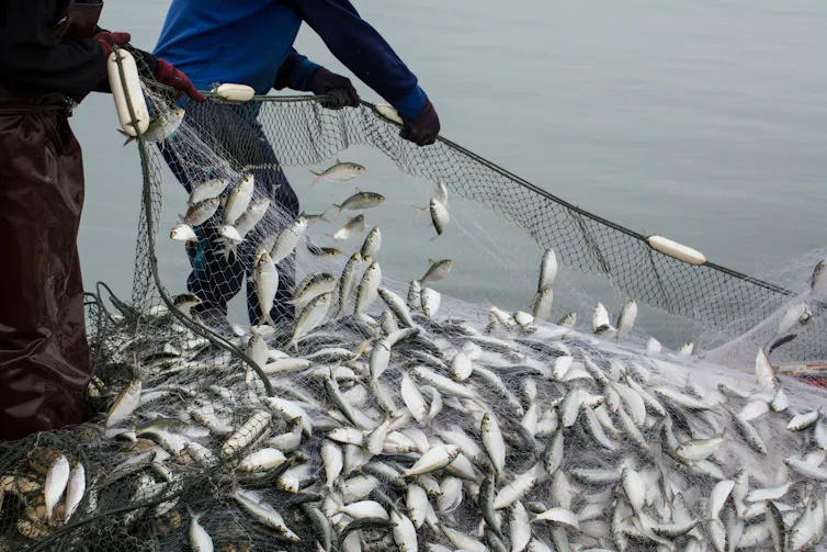 fish in net