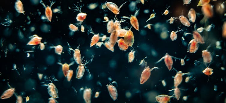 plankton
