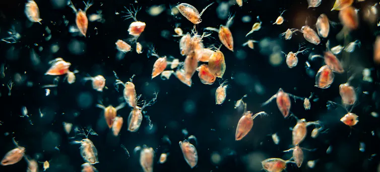 plankton