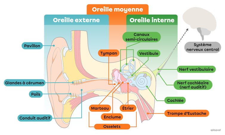 L’oreille est divisé en trois parties : externe, moyenne et interne