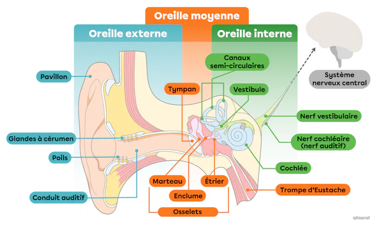 L’oreille est divisé en trois parties : externe, moyenne et interne