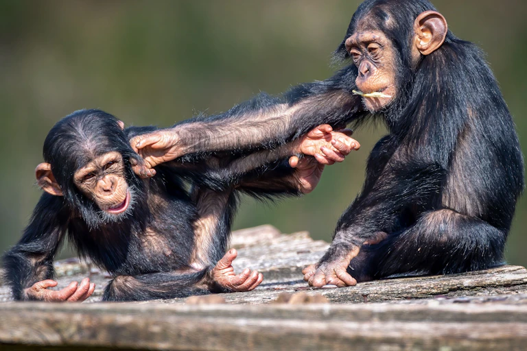 Dos jóvenes chimpancés jugando.