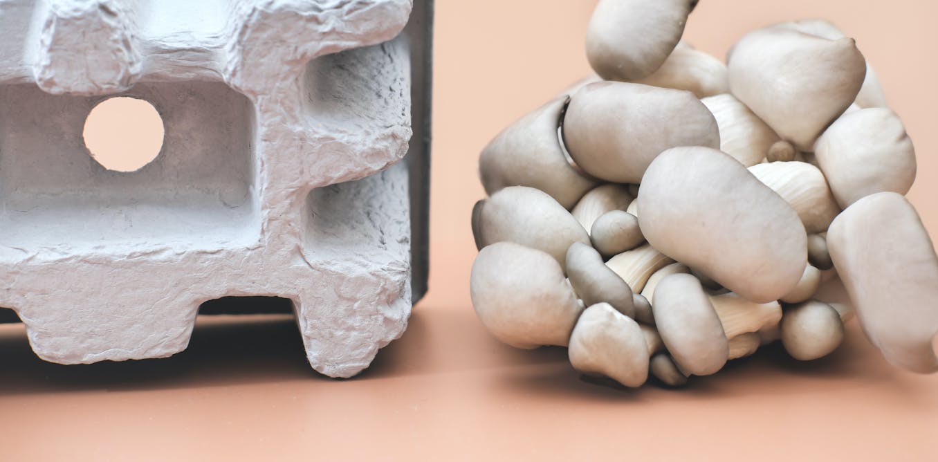 Hongos, una alternativa al plástico para fabricar envases biodegradables