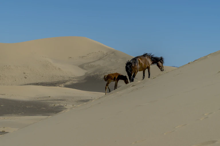 two brown horses on sandy dunes