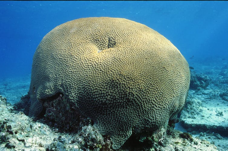 A large coral