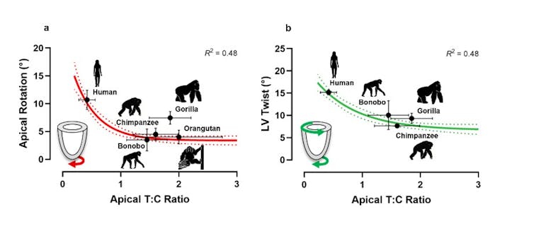 An illustration showing the relationship between trabeculatoin and left ventricular function.