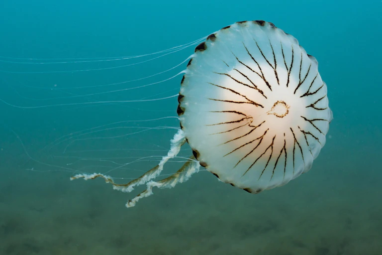 Medusa de bússola branca e marrom nadando no mar azul