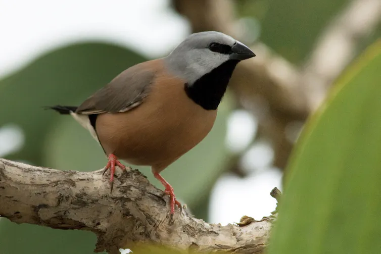 A brown black and grey bird (the endangered southern black-throated finch) resting on a tree branch
