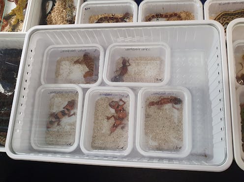 We found one in six Australian reptile species traded as pets overseas, despite the export ban