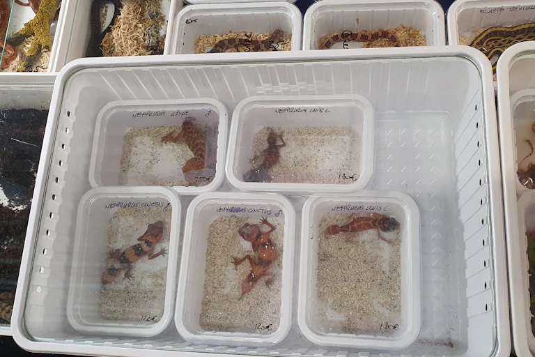 Lizards for sale, boxed up in plastic containers