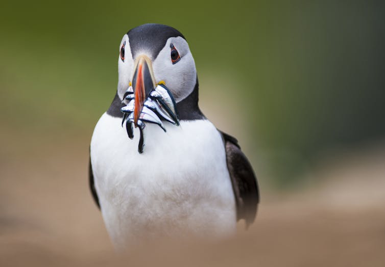 A puffin with a beak full of sand eels.