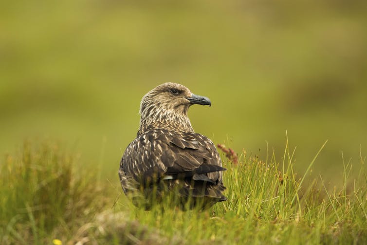 A large brown seabird.
