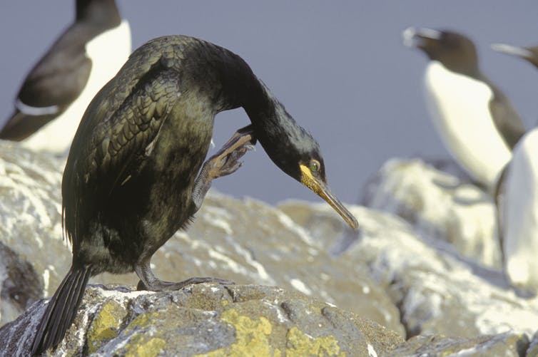 A large black bird scratching its neck with a webbed foot.