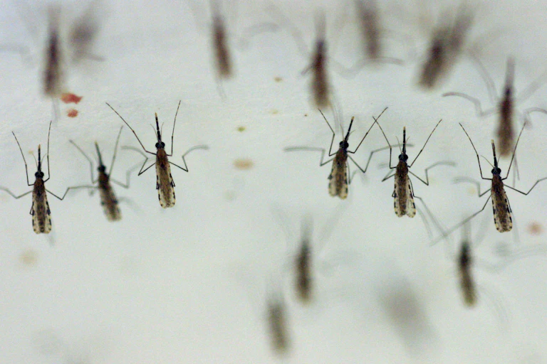Mosquitoes