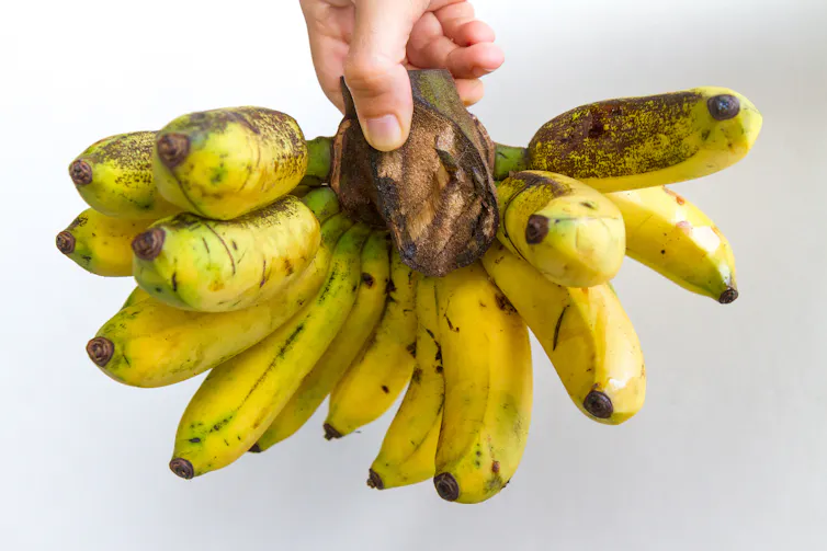 Mão segurando um cacho de bananas relativamente curtas e grossas