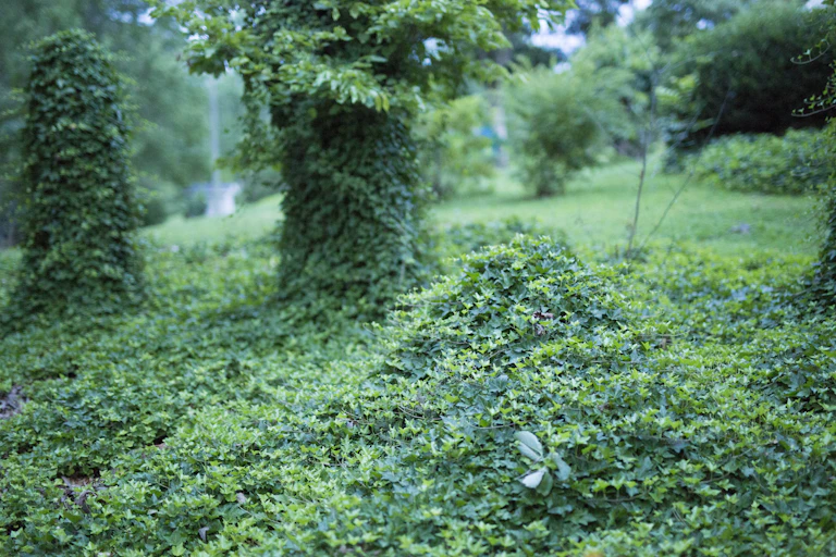 Bosque tomado por uma trepadeira verde.