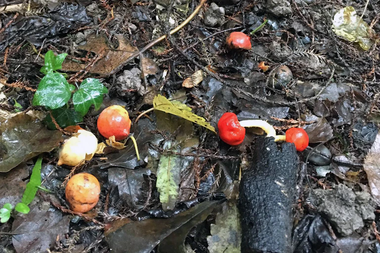 The colourful fruiting bodies of truffle-like fungi