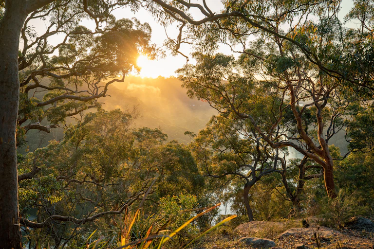 Beautiful sunrise bursting through the eucalyptus trees as it rises over a mountain beside a river cutting through a deep valley.