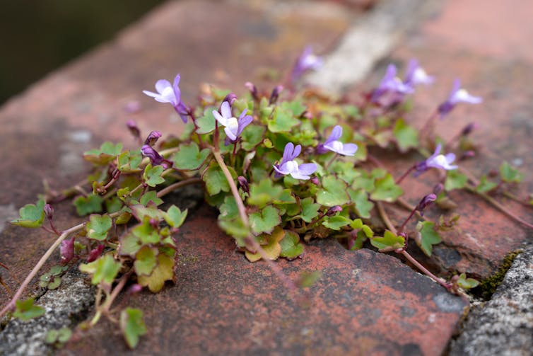 The plant has little green leaves and lilac flowers.