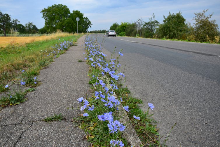 Common chicory with lilac blossoms growing along the pavement