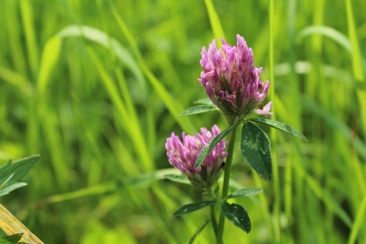 Red clover growing in lawn