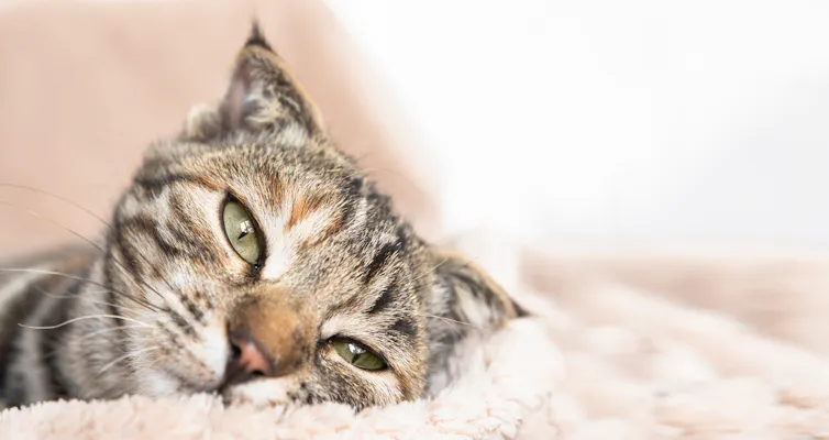Cat lies down on blanket