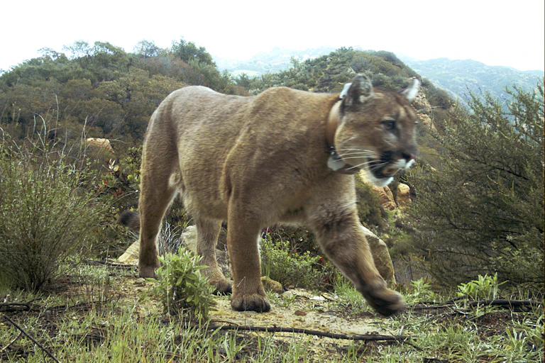 Un gato salvaje camina por una zona montañosa de maleza